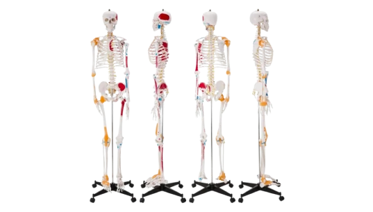 Human Anatomical Skeleton Life Size Model