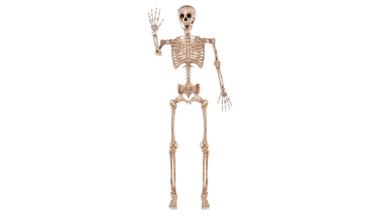 Halloween Posable Life Size Skeleton 5.6 FT 