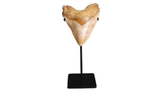 Megalodon Shark Tooth - 5.95"