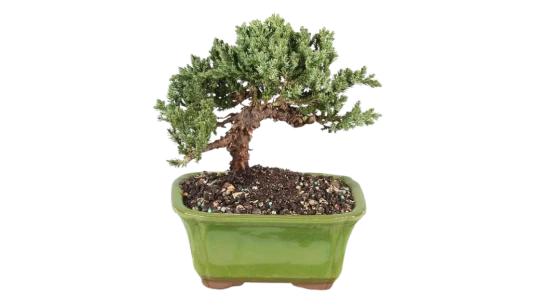 Live Green Mound Juniper Bonsai Tree