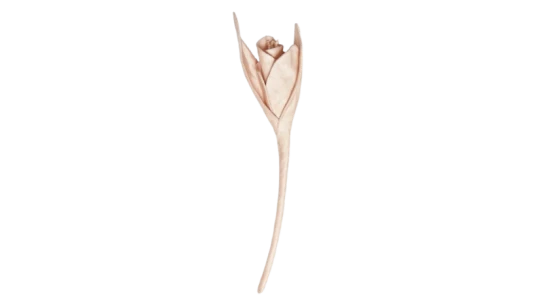 Flower Brooch - Cameo Pink