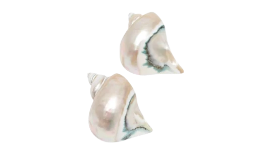 Shell Napkin Rings Set Of 2