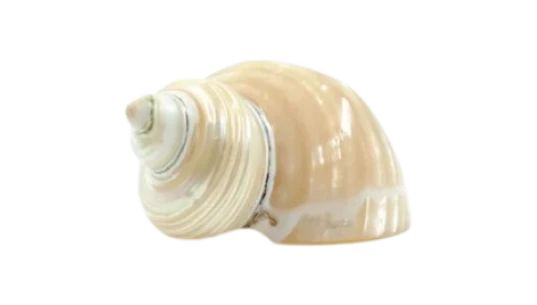 Polished Green Turban Shell